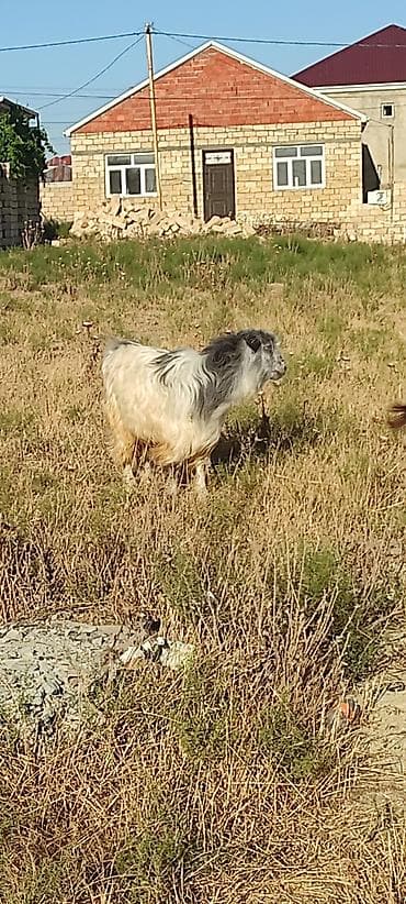 Erkək keçidir 2 yaşı var qiymətdə razılaşma olacaq