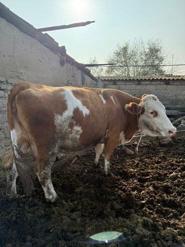 Quzu: Simental cinsli inək - Rəng: qırmızı‑ağ ləkəli - Cinsiyyət: dişi - — 2