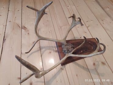 kərpic qiyməti: Maral buynuzu 1960-cı ildə Yakutiyadan gətirilib! Yaxşı vəziyyətdədir! — 5