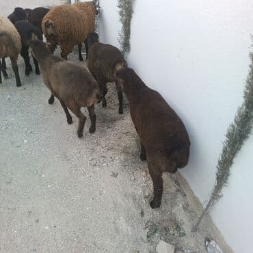 Salam hervaxdız xeyir saxlamlıq quzularm cxdı satqa isdiyen elaqe — 20