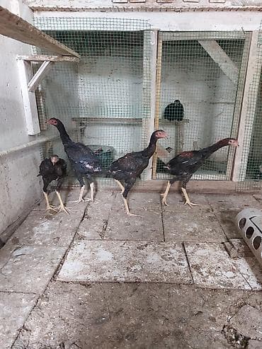 kənd cuceleri: Toyuq cücələri, Damazlıq — 6