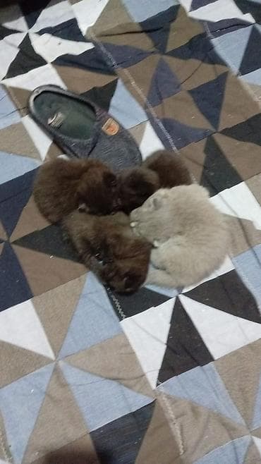 Собаки: Шотладская вислоухая, Самец, Самка, В добрые руки, Самовывоз, Бесплатная доставка, Платная доставка — 2