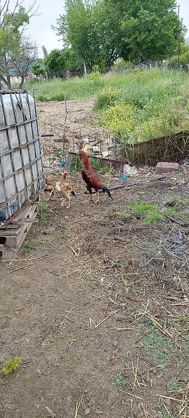 Salam aleykum hevan çox super vezyededi isdiyən olsa purob viyosu at lalafo.az Salam aleykum hevan çox super vezyededi isdiyən olsa purob viyosu