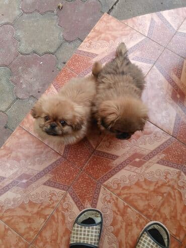 itlərin qiymətləri: Pekines, 2 ay, Ünvandan götürmə — 3