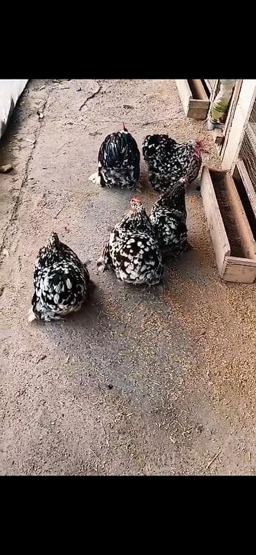 broyler yemi qiymeti: Toyuq, Damazlıq — 2