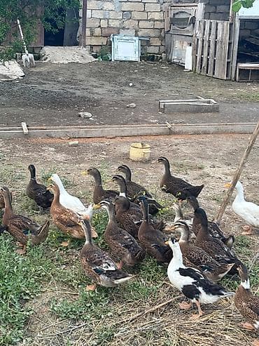 it balasi satisi: Dişi, Damazlıq, Ünvandan götürmə — 3