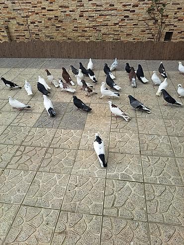 ucuz goyərcinlər: Salam 35 eded goyercindi kom 7 manat.tek tek 10 manat. Təsvir: - — 2