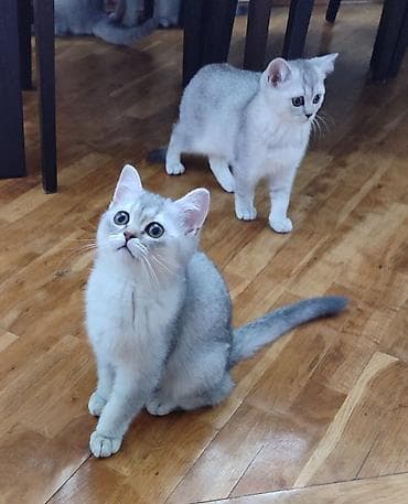 K/t heyvanları və malları: Şotland, Ünvandan götürmə — 2