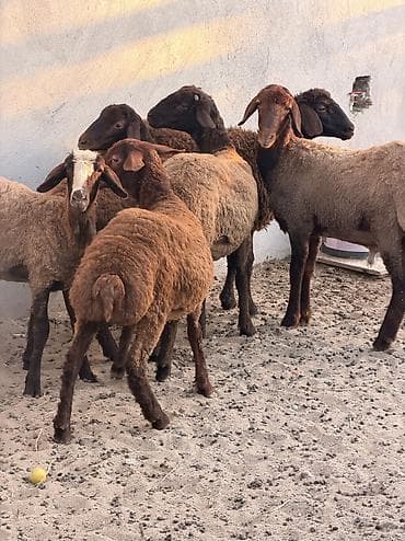 ətlik toyuqlar: Dişi, Hələb, il: 4, 18 kq, Damazlıq, Südlük, Ətlik, Ünvandan götürmə — 6