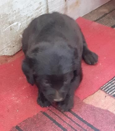 it alanlar: Labrador-retriver, 1 ay, Dişi, Peyvəndli — 3