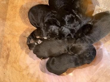 alman coban itləri: Labrador Retriver 50 gunluk balalar tam saglamdirlar qurd dermanlari — 3