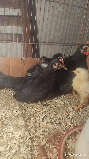 kənd cücəsi: Damazlıq — 3