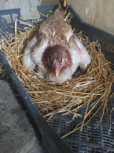 8 ayın heyrətisidi