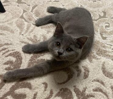 британская кошка цена в баку: Британская, Самка, В добрые руки — 1