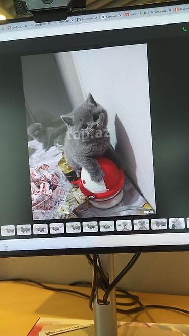 qoyun yemi: Britan — 5