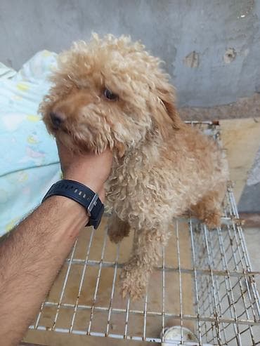 heyvanlar it: Pudel, 1 il, Dişi, Peyvəndli, Ünvandan götürmə — 8