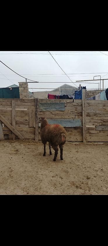 Digər heyvanlar: 35 klo diri cekisi var erkeydi əsl qurbanliqdi — 2