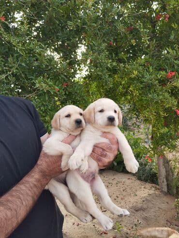 лабрадор: Labrador-retriver, 2 ay, Dişi, Peyvəndli, Ünvandan götürmə — 5
