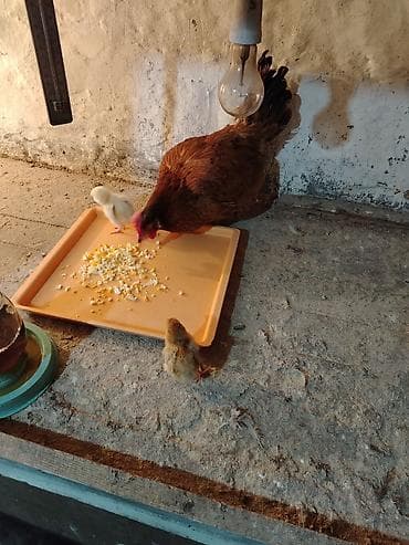 Toyuq, Damazlıq, Ünvandan götürmə