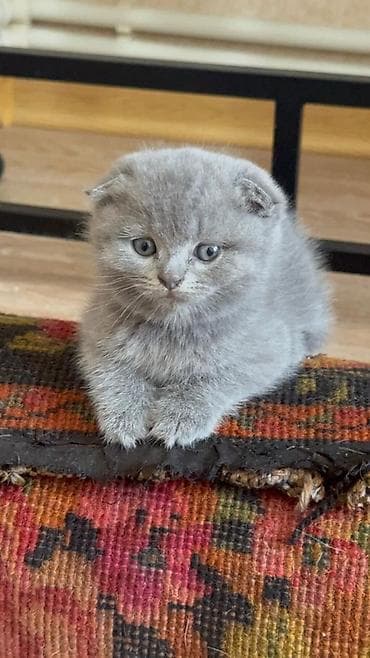 Şotland yastı qulaq