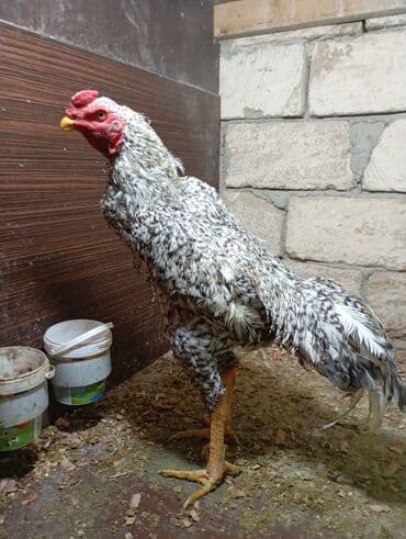 O shamo bece mart becesidi