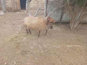 Qoyun – yerli cins - Şəkildə olan, orta ölçülü yerli qoyun. - Qəhvəyi
