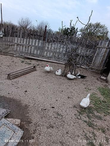 qoyun qiymeti: Dişi, | Lal ördək, Damazlıq, Ünvandan götürmə, Ödənişli çatdırılma — 1