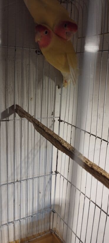 кольчатый попугай цена: Sevda tutuquşları cütü (Lovebird).Ünvan Razin.Qəfəssiz — 3