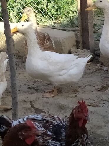 kuban ördek: Məhsul: ördəklər Təsvir: 5ədəddir - Ağ rəngli, iri cüssəli ev — 3