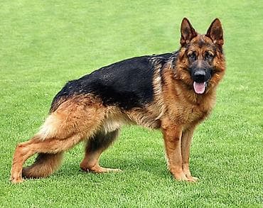 sahiblən: Alman çoban iti, Peyvəndli — 1