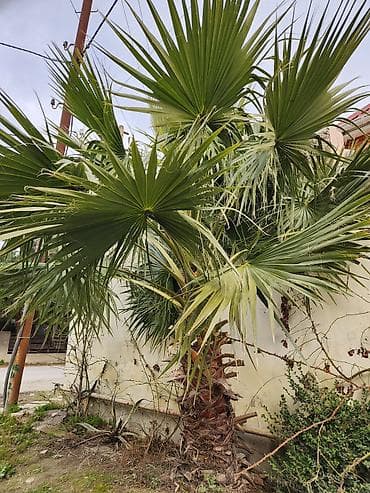 Digər bitkilər: Dekorativ palma ağacı – fan formalı yarpaqlı (yükək soyuğa davamlı — 6