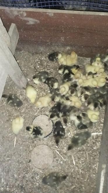 lal ördək: Lal ördək lər qiymət 4 manat dan başlayır 15 alana 1 hediye çadrlma — 4