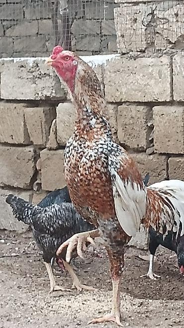 Heyvanlar üçün mallar: Mayalı Pileymut Heyratı yumurtaları satılır isdeyen vacapdada elaqe — 3