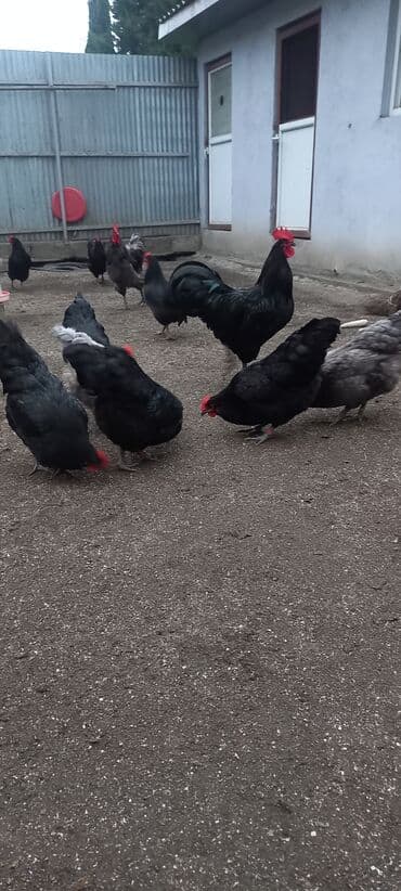 Akvariumlar: Avstrolob yumurtası və cucəsi sifariş olnur sifariş qabagcadan — 5