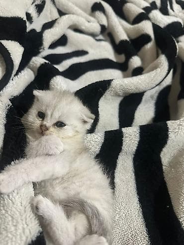 şirin pişik: Britan — 8