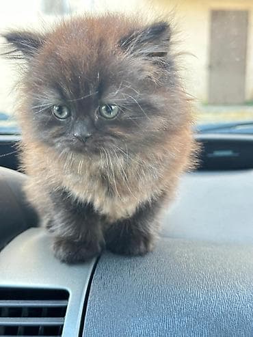 sfinks pişik: Britan — 8