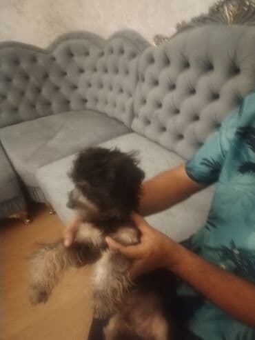 собака отдам в хорошие руки: 6 месяцев, Самец, С прививками, Платная доставка — 7