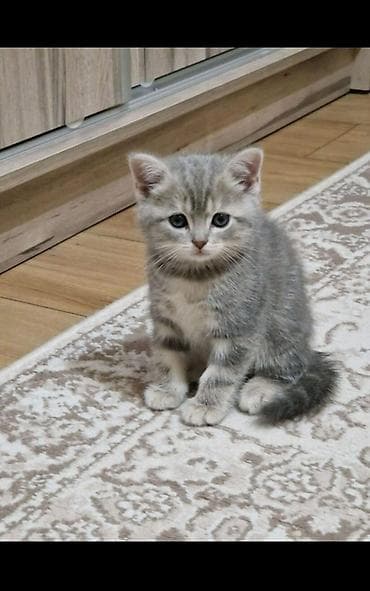 pişiy: Şotland — 4