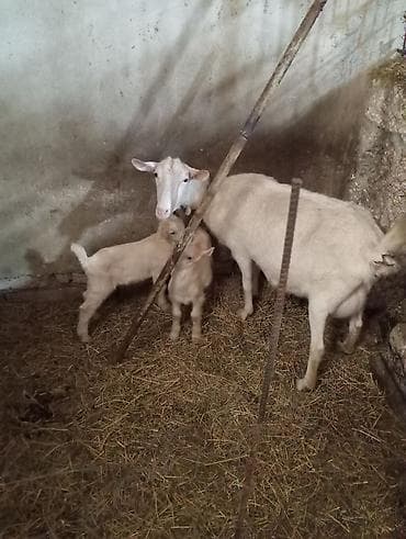 sudluk keci: Saanen keçiləri. Bir ana-bala və bir boğaz keçi. Balalar əkizdir — 4