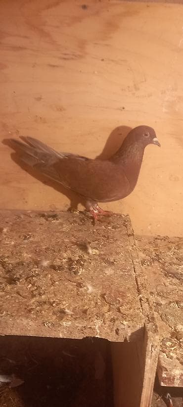 dovsan: Erkəy — 2