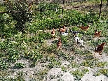 kənd cucəsi: 11ədəd kənd cücələri.dermansiz böyüdülmüş.3ay10gunlukdu.etraflu — 10