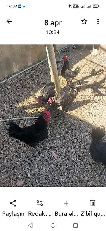 ana bala keci: Toyuq, Damazlıq — 2