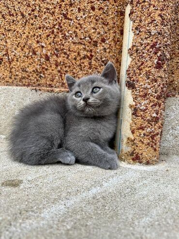 şotlan pişik: Şotland yastı qulaq, Erkək, Dişi, Yaxşı əllərə, Ünvandan götürmə, Pulsuz çatdırılma, Ödənişli çatdırılma — 136