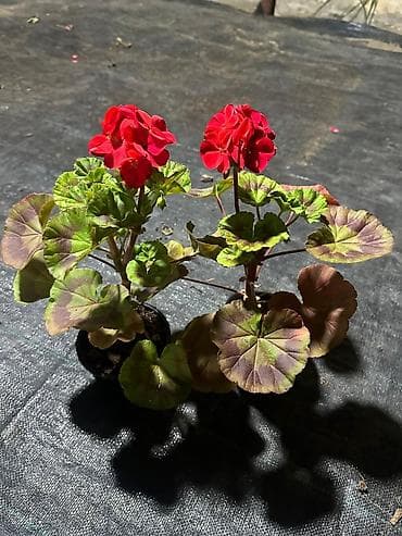 Məhsul: dekorativ dibçək gülləri • Qırmızı sardunya (Pelargonium) –