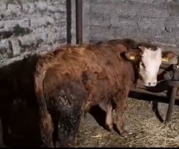 Digər heyvanlar: Erkək, il: 1, Damazlıq, Ünvandan götürmə — 4