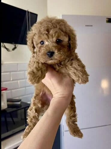 сколько стоит миниатюрный пудель: Пудель — 1