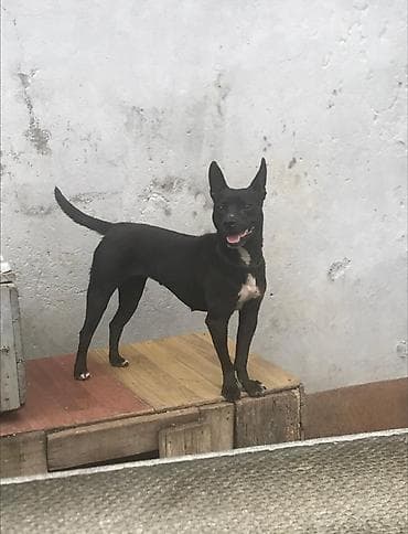 it balalari satilir: 1 il, Dişi — 6