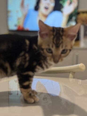 золотая шиншилла баку: Бенгальская — 7