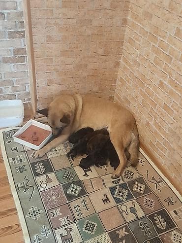 1 ay, Dişi, Sənədli, Ünvandan götürmə lalafo.az -da 1 ay, Dişi, Sənədli, Ünvandan götürmə