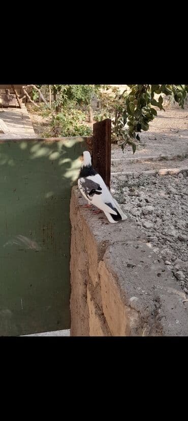 quş qaz: Göy xamit göy cep maya baladan kecme nomreli uzuyde tutulub Qaradag — 2